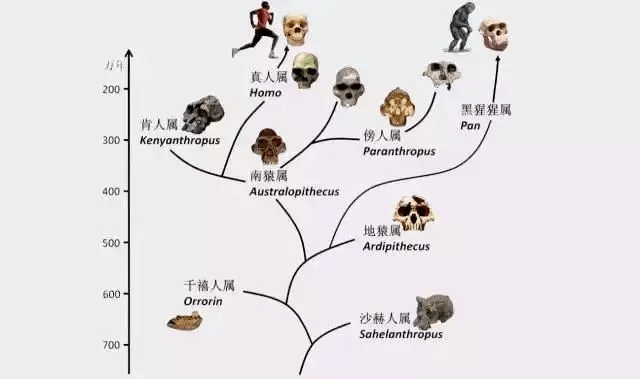 澳门一码一肖一特一中全年,动态调整策略执行_X33.196