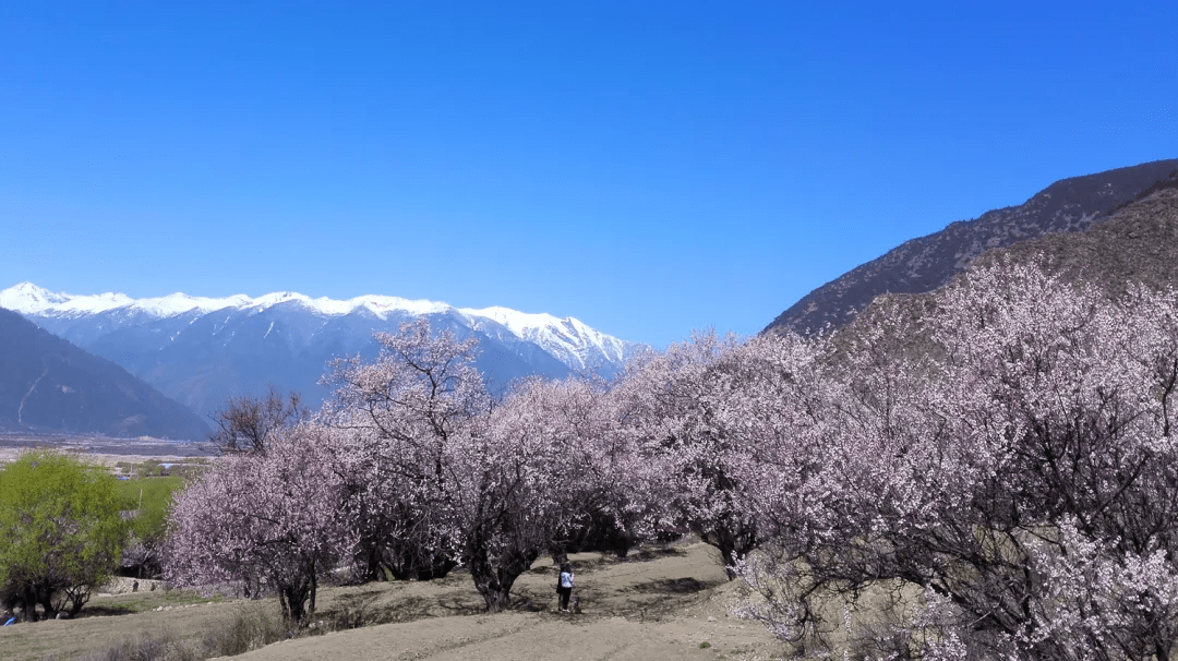 依嘎村新项目，乡村振兴的新动力源泉