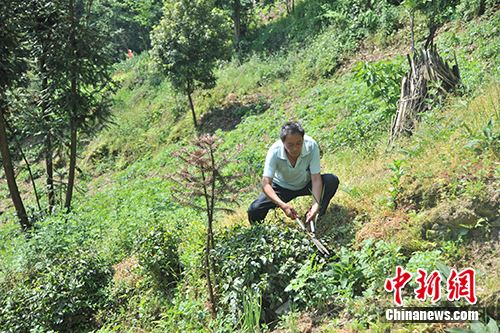 茶树村交通优化升级助力乡村振兴新闻标题